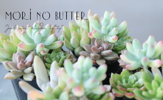 ��¿����ʪ�ۡ��ؤפ��פ��ߥå��������١���A�����סۡ�