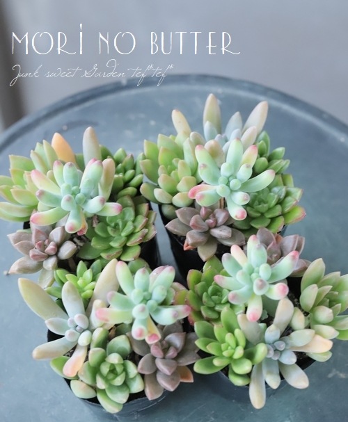 ��¿����ʪ�ۡ��ؤפ��פ��ߥå��������١���A�����סۡ�