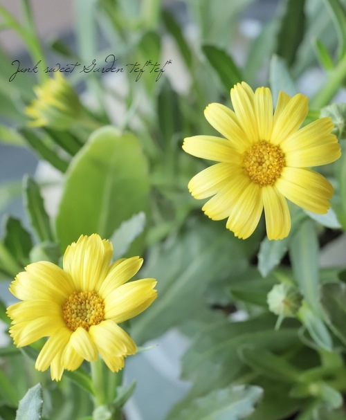 カレンデュラページ カレンデュラ 『レモンパンナコッタ』 | すべての商品 | | Junk sweet