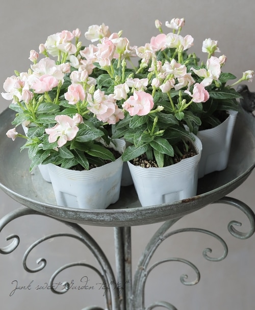 北島園芸オリジナル】 ニチニチソウ 『つぼみ咲きメルモ』 | すべての