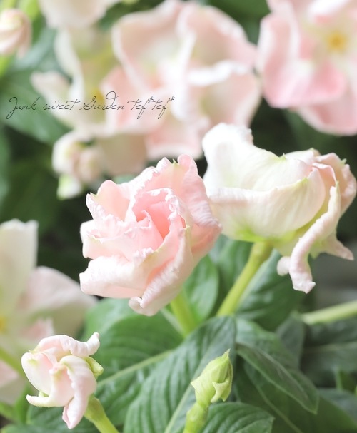 北島園芸オリジナル】 ニチニチソウ 『つぼみ咲きメルモ』 | すべての