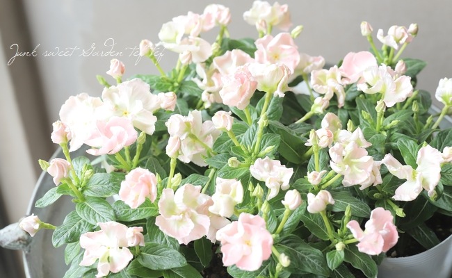 北島園芸オリジナル】 ニチニチソウ 『つぼみ咲きメルモ』 | すべての