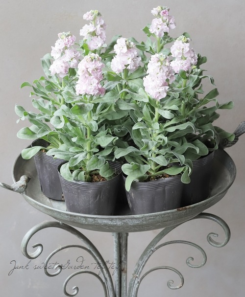 Ȭź餭ȥå إ饤ȥԥ󥯡