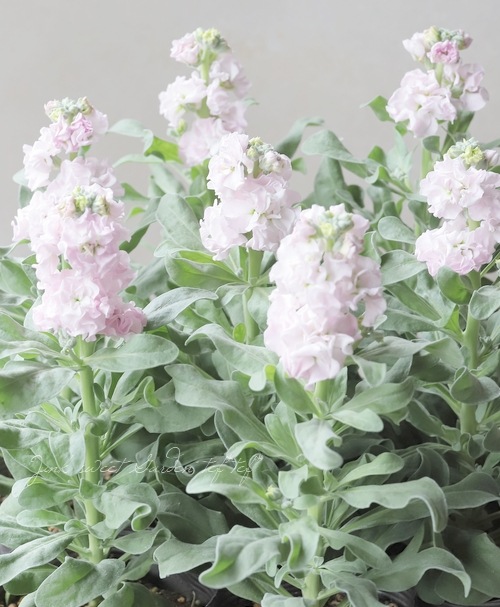 Ȭź餭ȥå إ饤ȥԥ󥯡