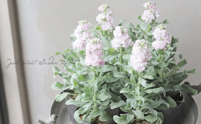 Ȭź餭ȥå إ饤ȥԥ󥯡