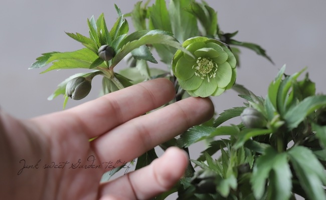 クリスマスローズ 『原種系（デュメトラム・クロアチカス系）グリーン