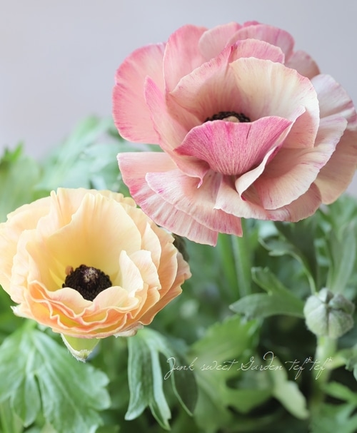 植田さん育種】 ラナンキュラス 『エトワール』 | すべての商品