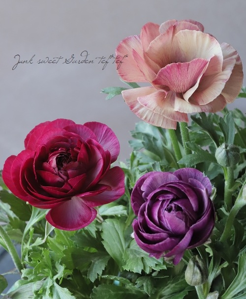 植田さん育種】 ラナンキュラス 『エトワール』 | すべての商品