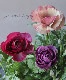 �ڿ��Ĥ������ ��ʥ󥭥�饹 �إ��ȥ���