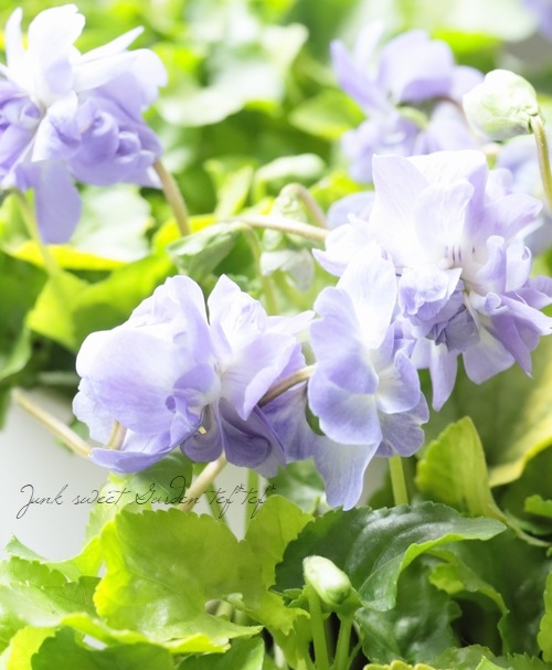 八重咲きパルマスミレ ニオイスミレ 『ライム』 | すべての商品