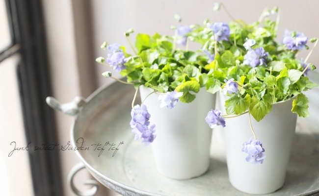 八重咲きパルマスミレ ニオイスミレ 『ライム』 | すべての商品