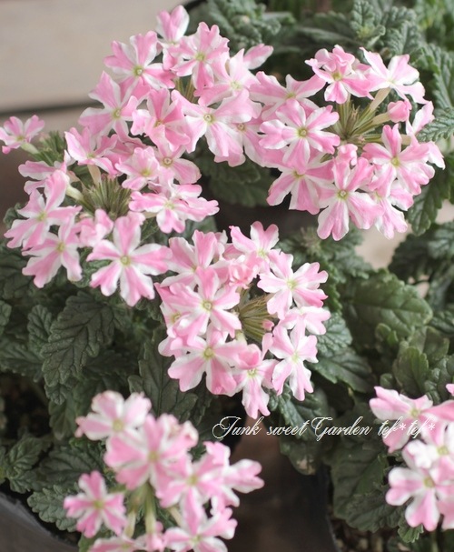 �ɺ��С��٥ʡ��غ���������