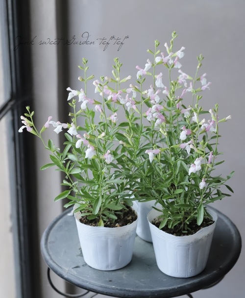 チェリーセージ テレサ すべての商品 Junk Sweet Garden Tef Tef