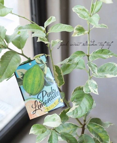 斑入りレモン 果樹 実が付き 鉢ごと発送｜斑入りレモン 果樹 実が付き