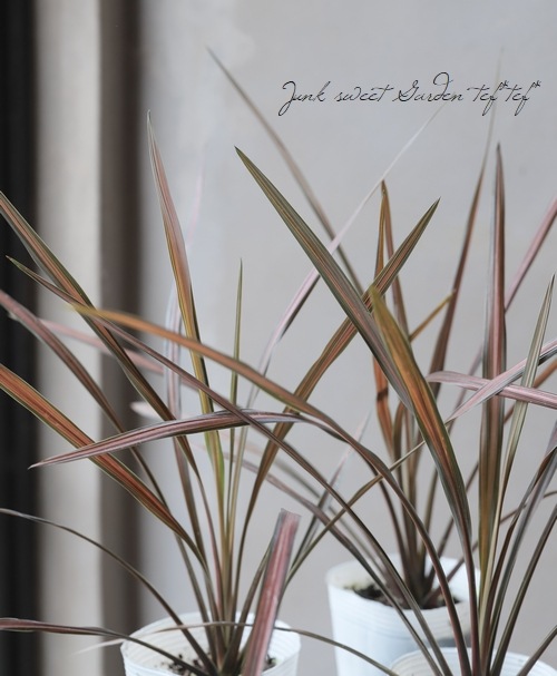 ���른��� �إ����ҡ����饷�å���