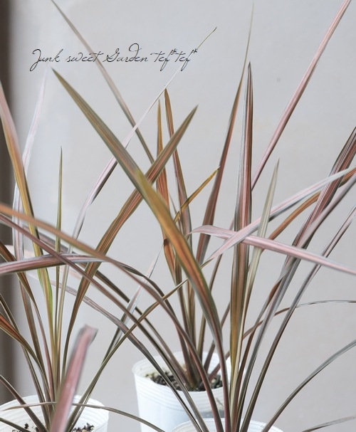 ���른��� �إ����ҡ����饷�å���