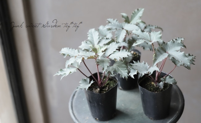 銀葉！クリスマスローズ 原種系ステルニー交雑種 『シルバーダラー