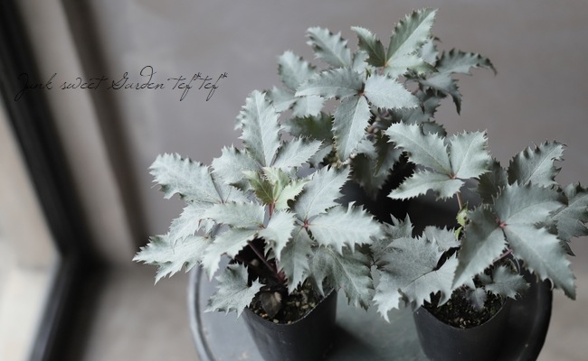 銀葉！クリスマスローズ 原種系ステルニー交雑種 『シルバーダラー