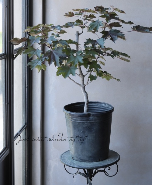 楓 -ノルウェーカエデ- 『クリムソンキング』 | すべての商品 | | Junk