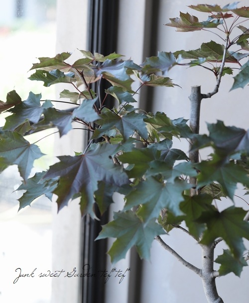 楓 -ノルウェーカエデ- 『クリムソンキング』 | すべての商品 | | Junk