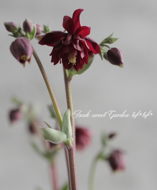 2年物】八重咲きオダマキ・ブルガリス 『ルビーボート』 | すべての