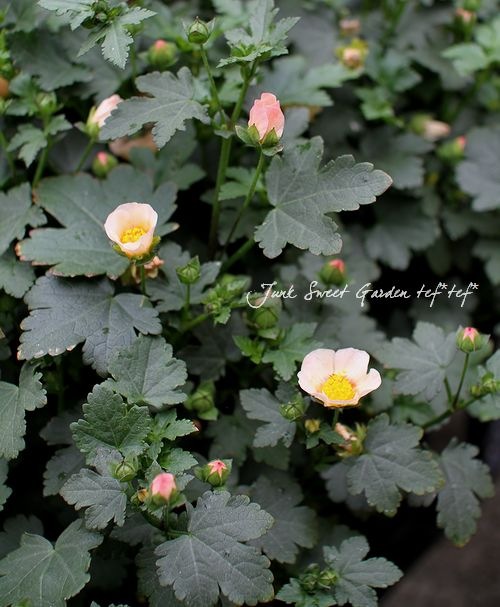 マルバストラム 『ラテリティウム』 | すべての商品 | | Junk sweet