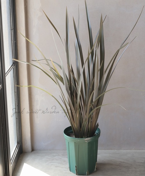 ��Ƽ�ե˥塼�������� ������110cm