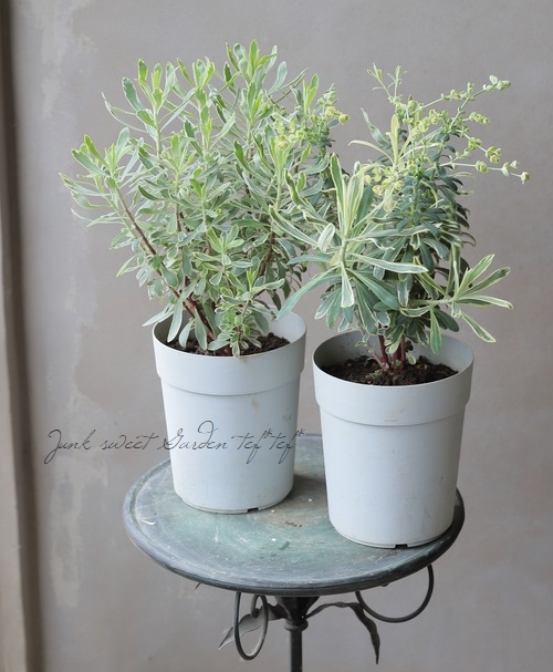 常緑ユーフォルビア 『シルバースワン』 | すべての商品 | | Junk