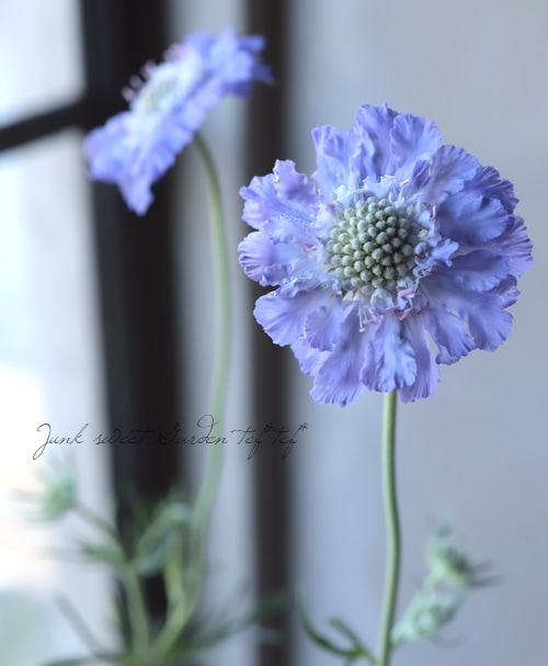 スカビオサ・コーカシカ 『ファーマ・ディープブルー』 植え込み用苗