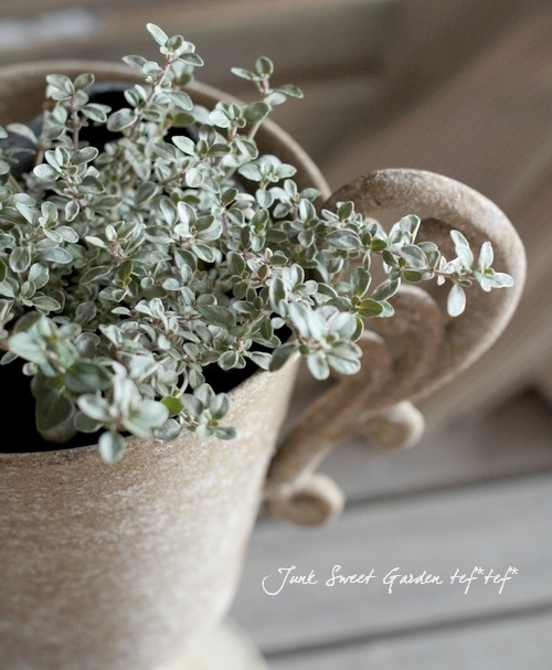 ハーブ シルバータイム すべての商品 Junk Sweet Garden Tef Tef ハーブ シルバータイム すべての商品 Junk Sweet Garden Tef Tef