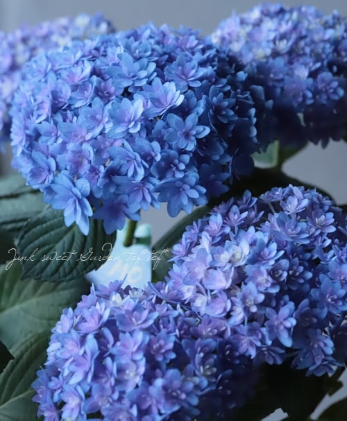 秋色紫陽花品種 『ごきげんよう』 | すべての商品 | | Junk sweet