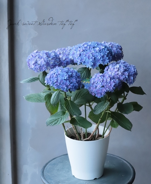 ひろえこけし 紫陽花 ひろえこけし 紫陽花 ひろえこけし 紫陽花 【公式通販】