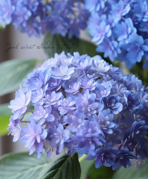 秋色紫陽花品種 ごきげんよう すべての商品 Junk Sweet Garden Tef Tef 秋色紫陽花品種 ごきげんよう すべての商品 Junk Sweet Garden Tef Tef
