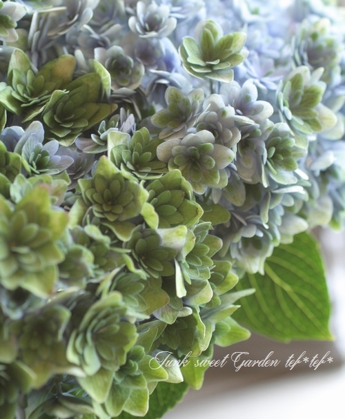 秋色紫陽花品種 『ごきげんよう』 | すべての商品 | | Junk sweet