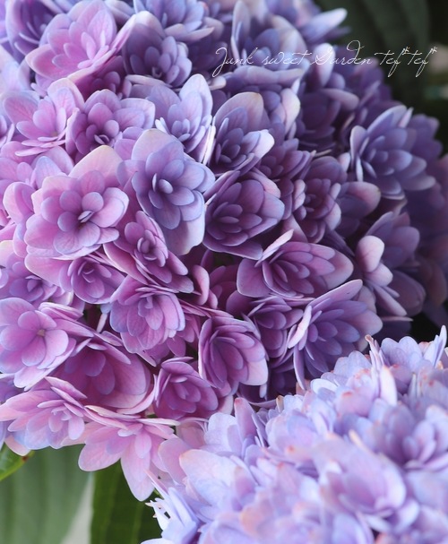 秋色紫陽花品種 『ごきげんよう』 | すべての商品 | | Junk sweet