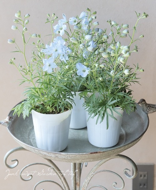 �ǥ�ե��˥��ࡡ�إ������饤�ȥ֥롼��