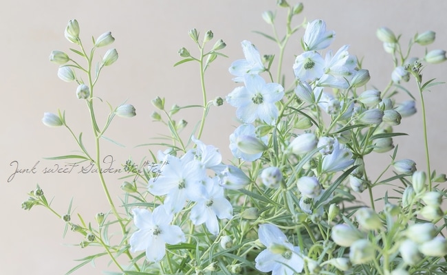 デルフィニウム 『チア・ライトブルー』 | すべての商品 | | Junk