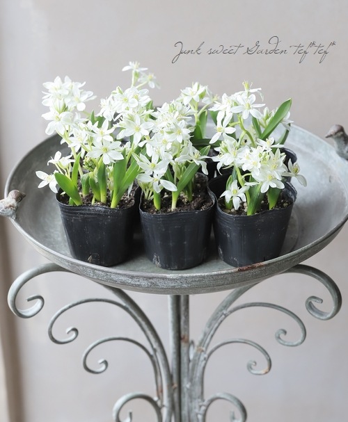 �ڵ庬��ʪ�� �����˥�����ࡡ�إ��ꥴ�ե����١�����ѥ����ʼ�