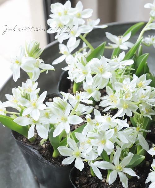 �ڵ庬��ʪ�� �����˥�����ࡡ�إ��ꥴ�ե����١�����ѥ����ʼ�