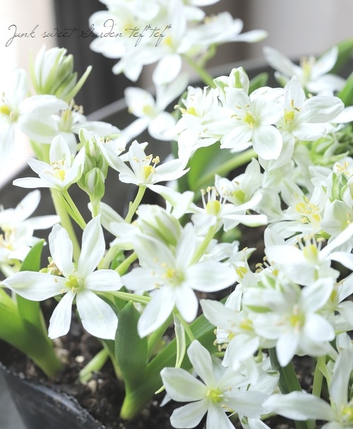 �ڵ庬��ʪ�� �����˥�����ࡡ�إ��ꥴ�ե����١�����ѥ����ʼ�