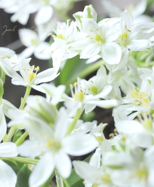 �ڵ庬��ʪ�� �����˥�����ࡡ�إ��ꥴ�ե����١�����ѥ����ʼ�