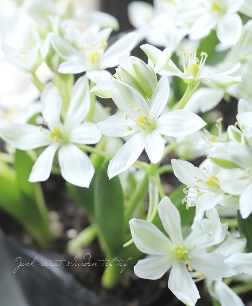 �ڵ庬��ʪ�� �����˥�����ࡡ�إ��ꥴ�ե����١�����ѥ����ʼ�