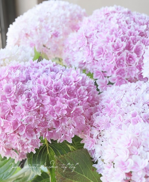 八重咲き紫陽花 『響 -ひびき-』 ピンク | すべての商品 | | Junk