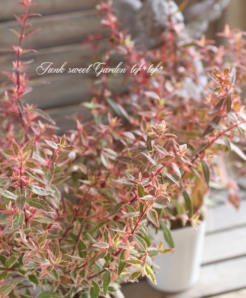 ���٥ꥢ���إ���ե��åƥ���