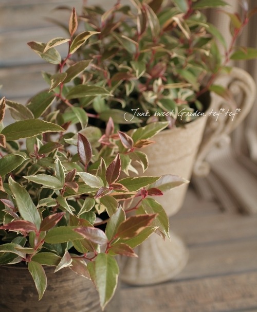 <i>Leucothoe axillaris</i><BR><BR>���������Υ���ʥ�ƥ�<BR>�إȥꥫ�顼��