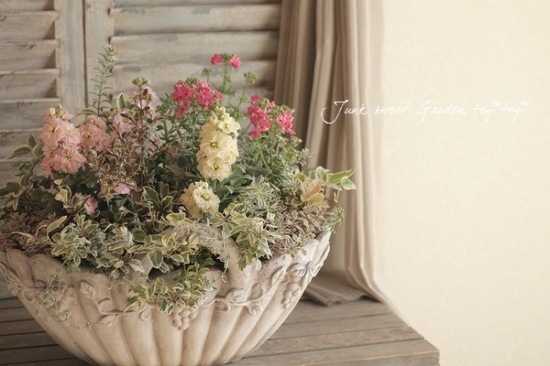 八重咲きストック 『ハイダブルイエロー』 | すべての商品 | | Junk