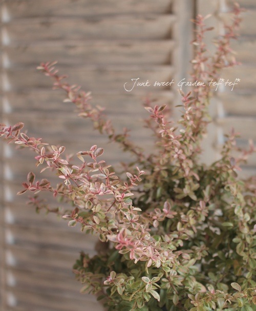 �ԥ饫�󥵡��إϡ��졼��������١�