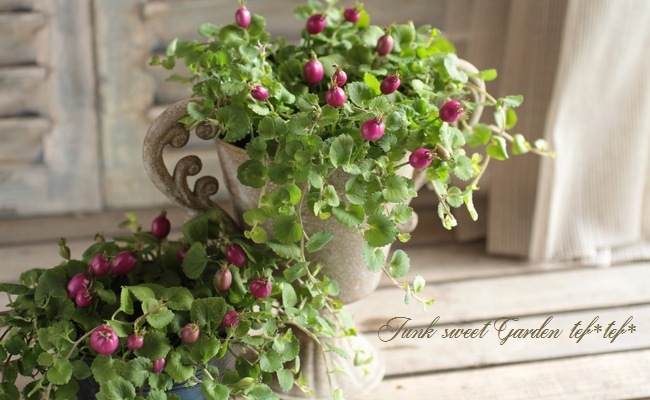 �إѡ��ץ륯���٥꡼��