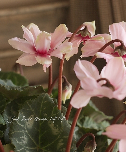 Ȭ�ź餭�����ǥ󥷥������褬���꡼�󡪡إ��꡼��ƥ������