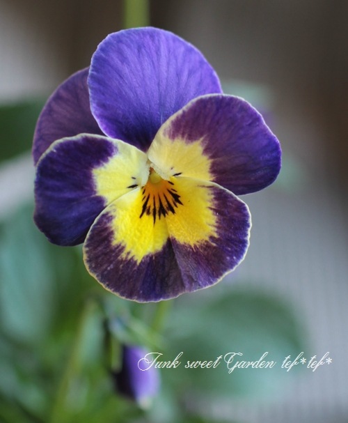 <i>Viola��wittrockiana</i><BR><BR>�������������<BR>���ͥ��쥯�����<BR>���Ĥ��ϵ��